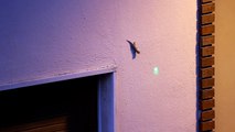 Gecko chasing a laser dot. Salamanquesa persiguiendo un punto de luz laser.