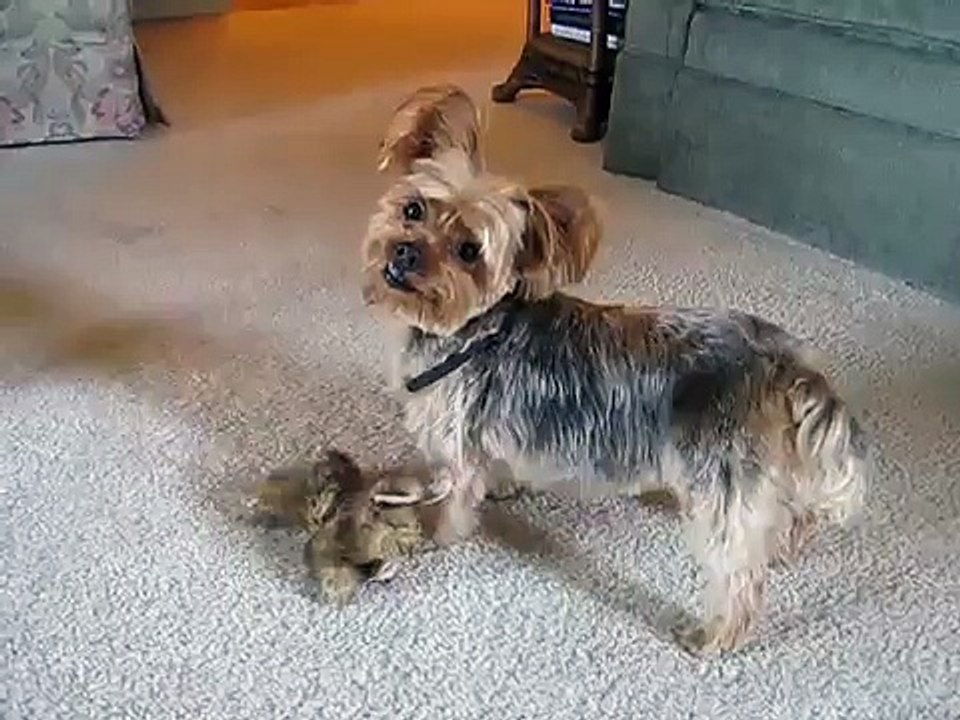 Annie's New Haircut