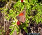 Mariposas (butterflies) de Patagonia, Argentina