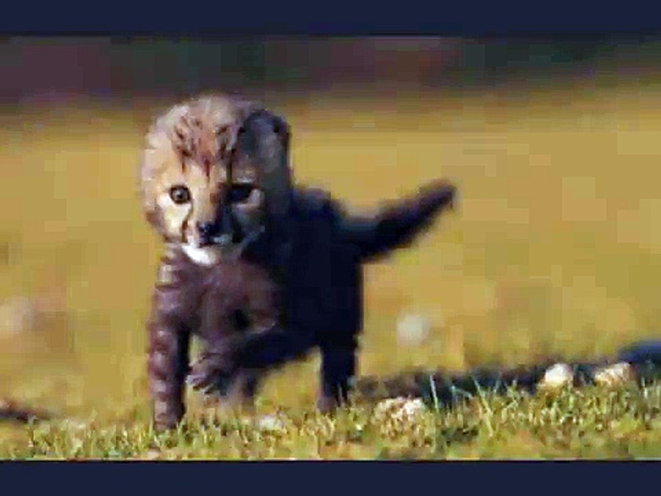 puppy vs. kitty - so cute!