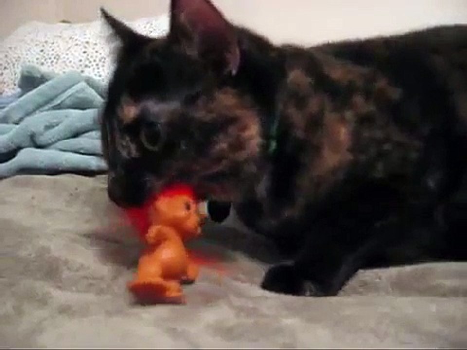 Evil Ninja Kitten Guards Her Troll