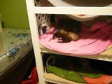home made ferret cage