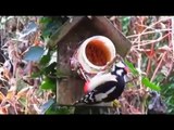 Vroege Vogels - 37 vogelsoorten in de tuin