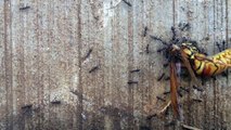 Ants operating as a collective, moving a large wasp body. Kauai, Hawaii.