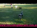 5 6 14 RELEASE The HOUNDS with Hound Dog Day Care Brisbane