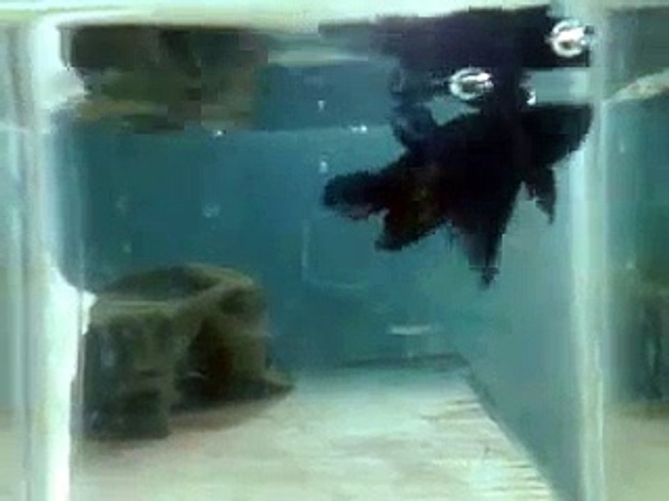 Betta Fighter Indonesia