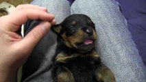 Yezzi With 10 Puppies Day 14  [AKC German Rottweiler]