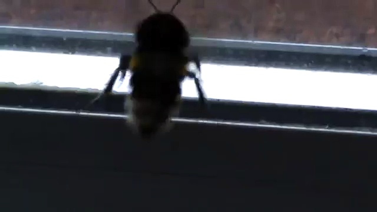A  Bee Buzz At My Sitting Room ( Very Noisy Buzz)