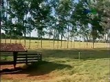 Arborização de pastagens : caminho para uma pecuária sustentável - Dia de Campo na TV