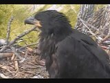 DECORAH EAGLES   5/13/2015  PM CDT PANNING-CLOSE UP OF EAGLETS