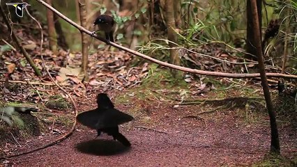 Birds of Paradise -Project Introduction