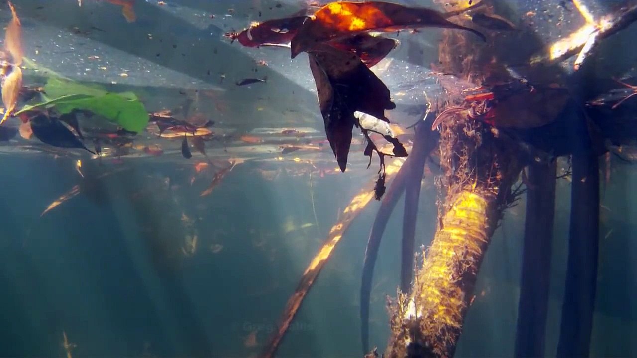 Native Fish: Mouth Almighty (Glossamia aprion) stealth hunting.