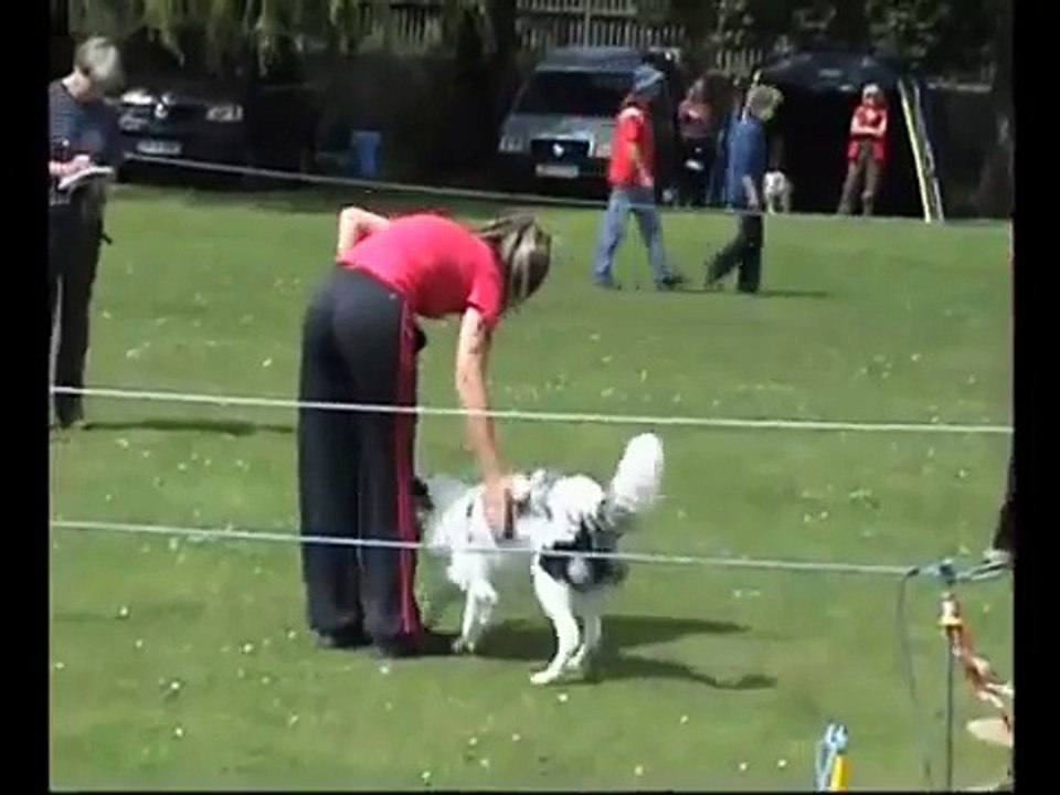 Dog Obedience - Novice. Roo the Border Collie pup competing at 7 months