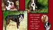 BostonTerrier Angels Puppies & Pets for Sale- Exceptional ACK puppies