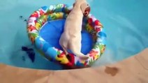 Собака плавает в бассейне на матрасе! Прикол!