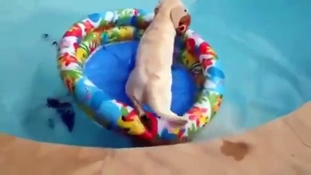 Собака плавает в бассейне на матрасе! Прикол!