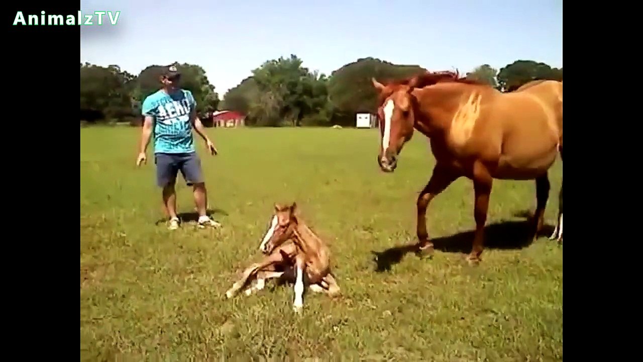Cute Baby Animals Standing for the First Time and Taking First Steps Compilation HD VIDEO