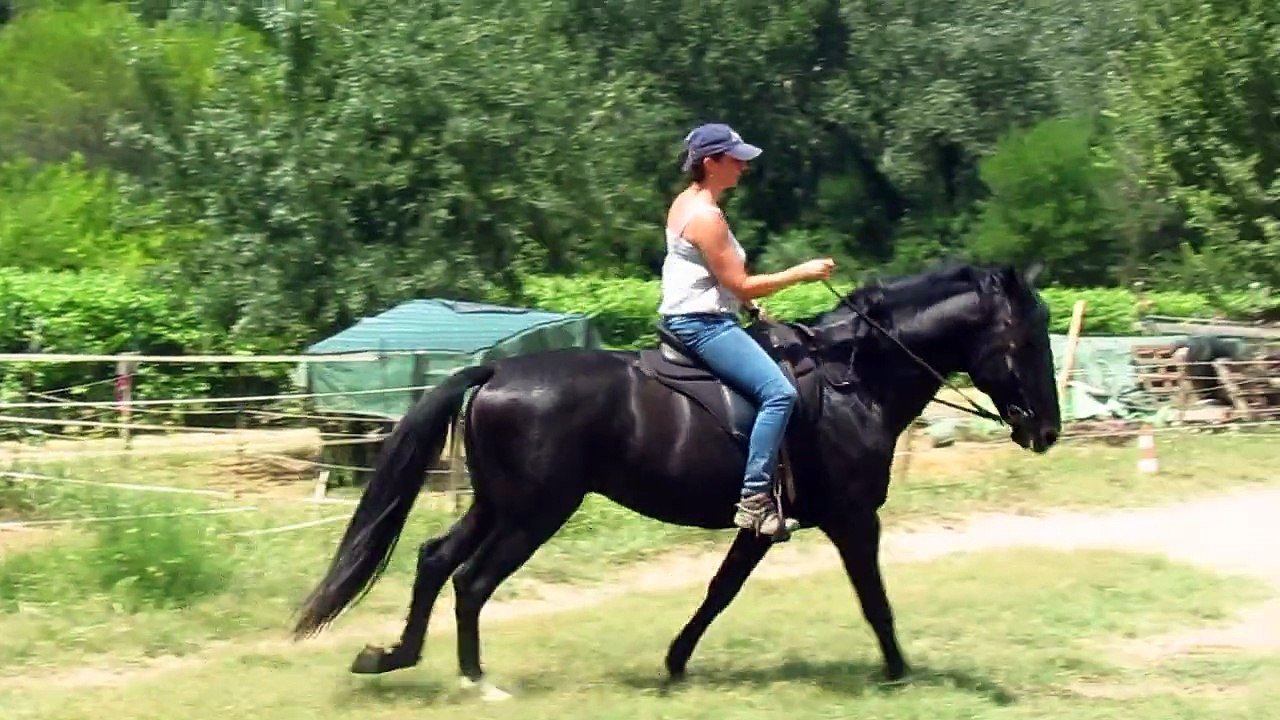 Versatil pur sang lusitanien noir ortigao costa et christelle triton