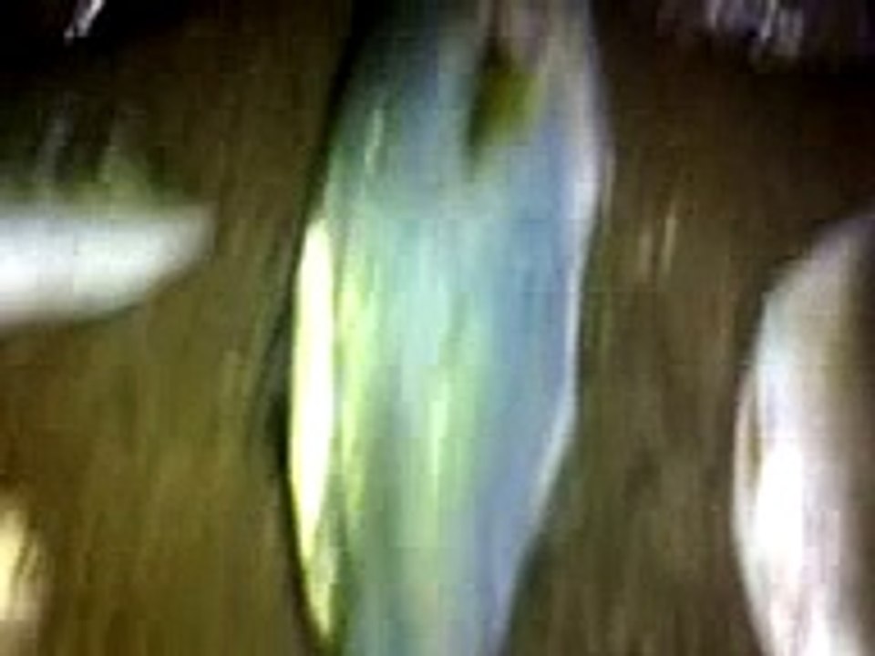 balık avı misakça mırmır lüfer pisi balıkçı gönen ismail saf