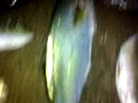 balık avı misakça mırmır lüfer pisi balıkçı gönen ismail saf