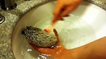 Giving my hedgehog a bath