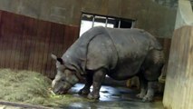 Faultier und Nashorn - Slothes and Rhinos - Munich Zoo - Tierpark Hellabrunn
