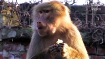 Affen   Monkey   Animal Sex