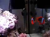 Poisson clown microrecif 96L (aquarium eau de mer)