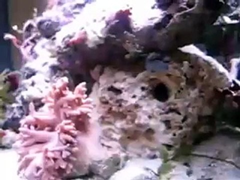 Serpent de mer microrecif 96L (aquarium - eau de mer)