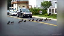 SALVANDO LOS PATITOS