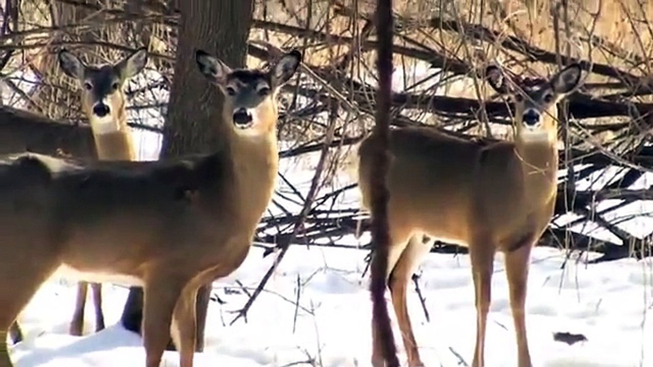 Minnesota Deer Hunting