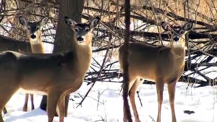 Minnesota Deer Hunting