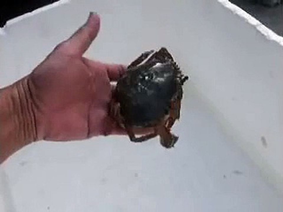 STAC Soft-Shell Crab Farm (stac.com.my)