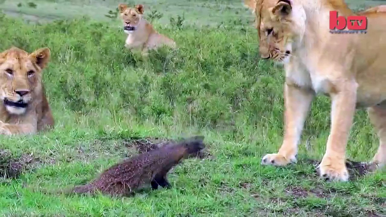 tiger vs chota janver
