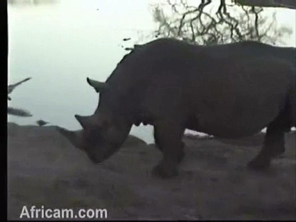 Rhino Bull Marking Pan