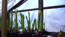 Plant a Amaryllis Bulb
