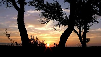 Sabah güneş doğarken kuş sesleri