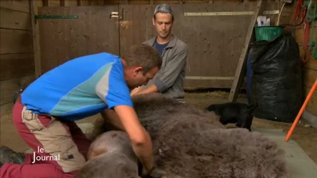 Vendée : Portrait d'un tondeur de lamas et d’alpagas