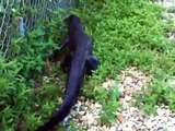 Ninja Gator! Alligator climbs fence.