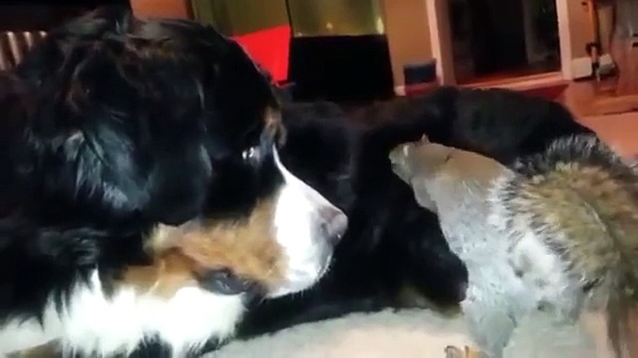 PTDR ! Un écureuil cache ses noisettes dans un chien !!!