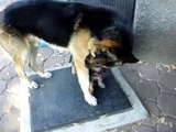 German Shepard with new puppy