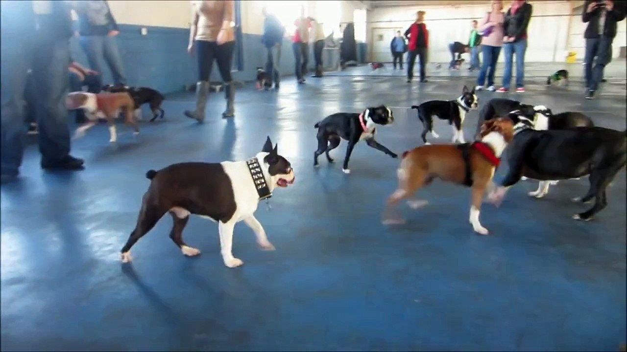 Boston Terrier Madness