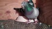 Racing Pigeons; Feeding in Nest box, Lavender Hill Lofts, Washington DC