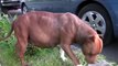 Dog gives birth - Pit Bull Puppy