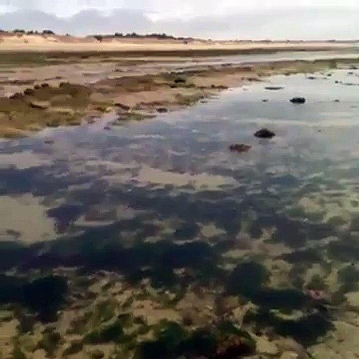 Île de ré seul