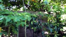 Growing papaya trees in Phoenix, AZ