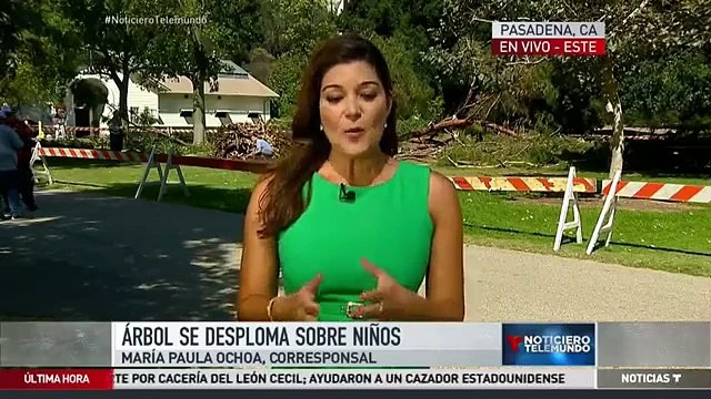 Árbol de 75 pies se derrumbó dejando a ocho niños heridos