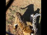 Lions, Tigers, Leopards, and a Serval at Cheetah Experience, Bloemfontein, South Africa