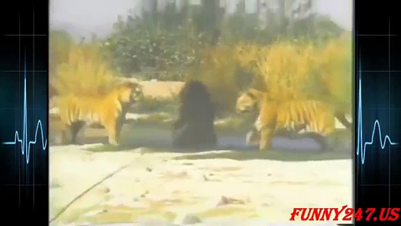 Wild Animals TV ★ Tiger vs bear fight to the death