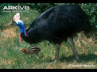 Calls of the Cassowary